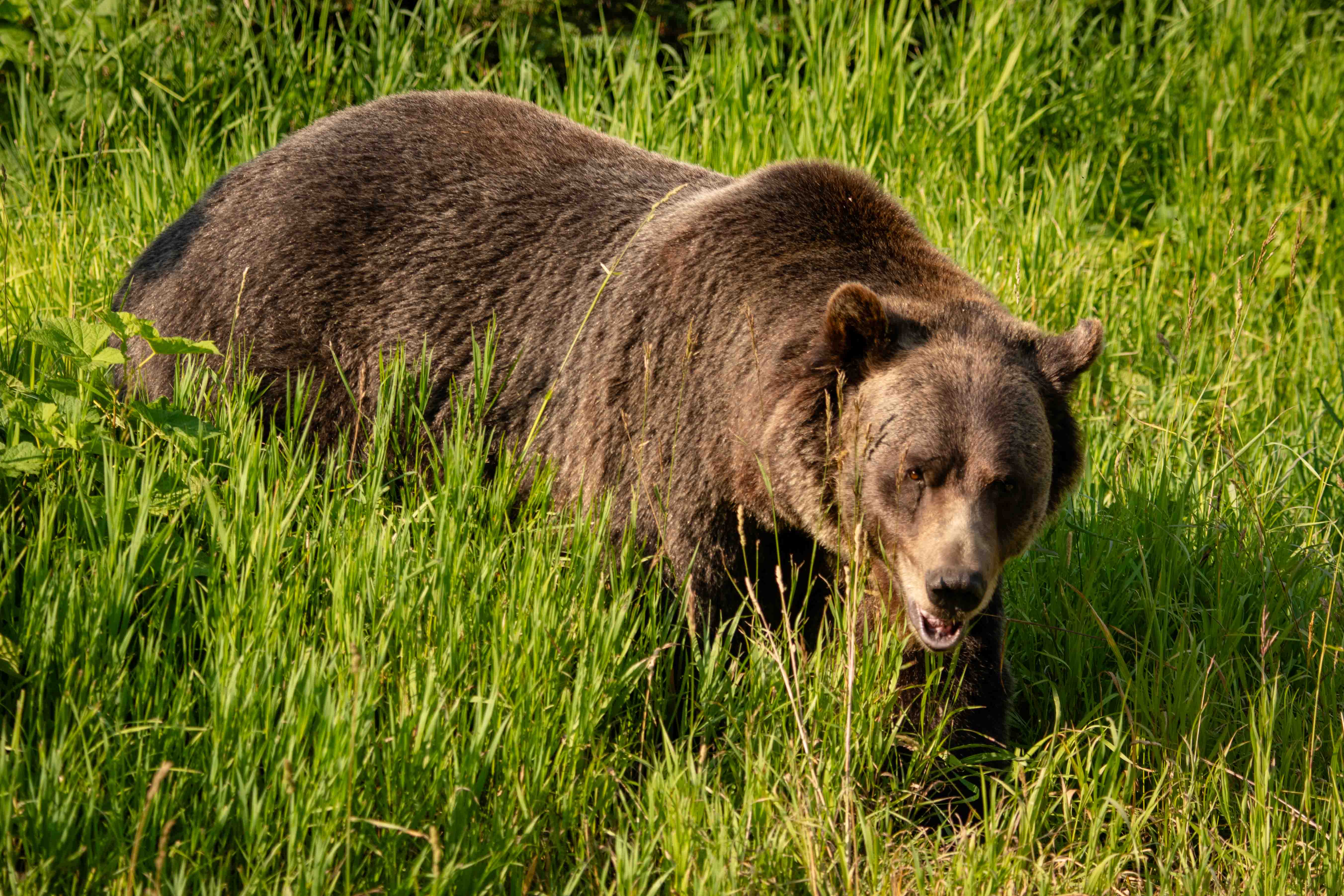 Sightseeing Grizzly Bear Refuge